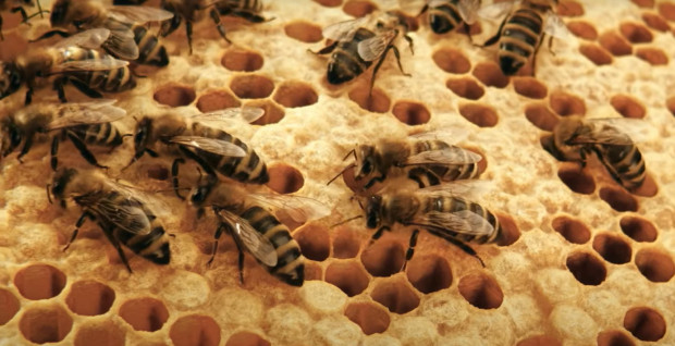 Tagebuch einer Biene